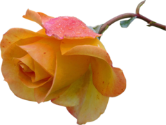 1_webp_llsm