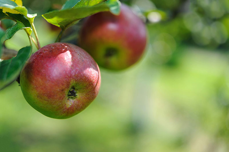 BIO GARDEN empresa de producci&oacute;n y distribuci&oacute;n de semillas